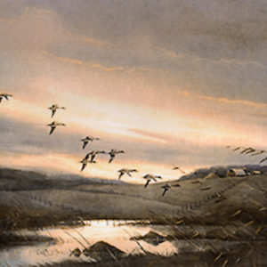 PRAIRIE POTHOLE PINTAILS by Les Kouba is a print published with an image size of 8" X 12" plus full margins. The size of the edition is  1200.