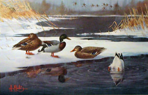 MALLARDS ON ICE by Les Kouba is an offset lithograph published in 1987 in an edition of 2500. The image size is 12 1/2″ X 10″ plus full margins.