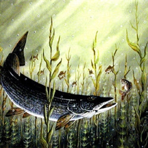 NORTHERN FEEDIN' ON PERCH by Les Kouba is a print published in 1997 an edition of 3000. The image size is 13 1/2" X 18” plus full margins