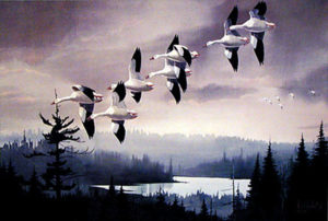 SNOW GEESE OVER LAKE SYLVAN by Les Kouba is a print published in 1982 an edition of 2500. The image size is 15 1/2" X 22 3/4" plus full margins.