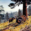 WILD TURKEY IN THE BLACK HILLS by Les Kouba is a rare print published in 1981 in an edition of 2500. The image size is 17″ X 21 1/2″ plus full margins.
