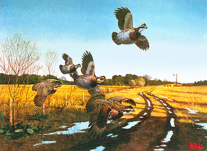 QUAIL COUNTRY by Les Kouba is a print published in 1975 an edition of 1000. The image size is 17 3/4" X 24"  plus full margins.