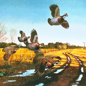 QUAIL COUNTRY by Les Kouba is a print published in 1975 an edition of 1000. The image size is 17 3/4" X 24"  plus full margins.