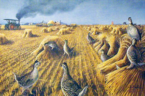 SHARPTAILS AT HARVEST TIME by Les Kouba is rare print with an image size of 15” X 23” plus full margins in an edition of 2000 pencil signed and numbered by the artist.