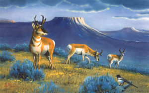 ANTELOPE PARADISE by Les Kouba is a print published in an edition of 3000. The image size is 8" X 12 1/4″ plus full margins.