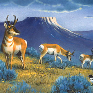 ANTELOPE PARADISE by Les Kouba is a print published in an edition of 3000. The image size is 8" X 12 1/4″ plus full margins.