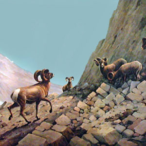 SUSPICIOUS BIGHORNS by Les Kouba is a print published in 1971 in an edition of 1000. The image size is 17″ X 25″ plus full margins.