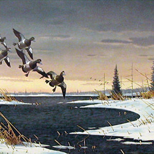 THE REGAL DIVERS by Les Kouba is a print published in 1988 with an image size of 12 1/2″ X 21″ plus margins. Ducks Unlimited Canada 1988 Print of the Year.