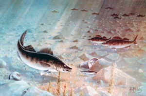 WALLEYES FEEDING ON THE FLATS by Les Kouba is a print published in 1980 an edition of 2500. The image size is 15" X 23”  plus full margins.