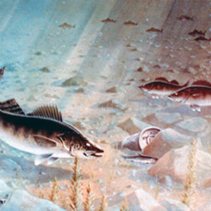 WALLEYES FEEDING ON THE FLATS by Les Kouba is a print published in 1980 an edition of 2500. The image size is 15" X 23”  plus full margins.