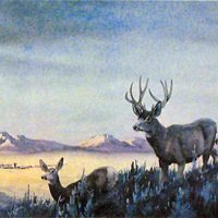 MULE DEER COUNTRY by Les Kouba is a rare print published in 1985 in an edition of only 500. The image size is 8" X 12" plus full margins.