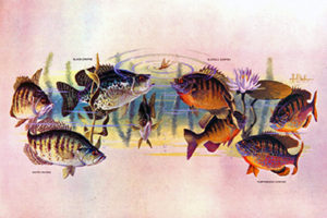 PANFISH BONANZA by Les Kouba is a print published in an edition of 2000. The image size is 8" X 12" plus full margins. It is pencil signed and numbered