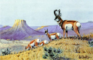 PRONGHORNS WORKIN' THE RIDGE by Les Kouba is a print published in an edition of 2500. The image size is 7 3/4" X 12 1/4" plus full margins.