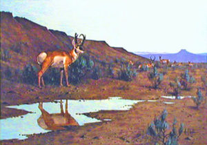 PRONGHORNS AT THE WATER HOLE by Les Kouba is a print published in 1970 in an edition of 1400. The image size is 17” X 24″ plus full margins.