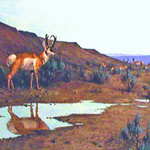 PRONGHORNS AT THE WATER HOLE by Les Kouba is a print published in 1970 in an edition of 1400. The image size is 17” X 24″ plus full margins.