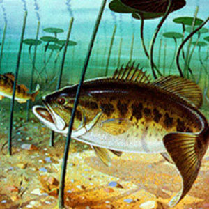 BASS FEEDIN' by Les Kouba is an offset lithograph published in an edition of 2000. The image size is 8″ X 12″ plus full margins.
