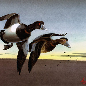 RINGNECKS by Les Kouba is a print published in an edition of 3500 with an image size of 8″ X 12 1/2″ plus full margins.