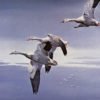 SNOW GEESE ON THEIR WAY by Les Kouba is a print with an image size of 8″ X 12″ plus full margins. The print is a pencil signed Artist’s Proof.