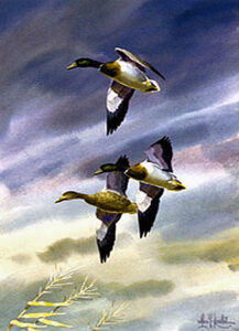 CANADIAN & MALLARD TRIO by Les Kouba is a set of two (2) prints each with an image size of 13″ X 8” plus full margins in editions of 2500.