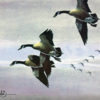 HONKERS ON THEIR WAY by Les Kouba is a print published in an edition of 2000. The image size is 7 3/4″ X 12″ plus full margins.