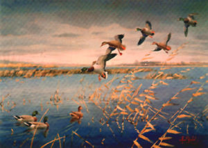 MALLARDS ASSEMBLING by Les Kouba is a print published in an edition of 2000. The image size is 8 1/2″ X 12″ plus full margins.