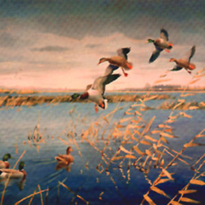 MALLARDS ASSEMBLING by Les Kouba is a print published in an edition of 2000. The image size is 8 1/2″ X 12″ plus full margins.