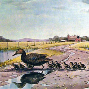 MOTHER MALLARD WITH FAMILY by Les Kouba is a print published in an edition of 750. The image size is 14" X 21 1/2" plus full margins.